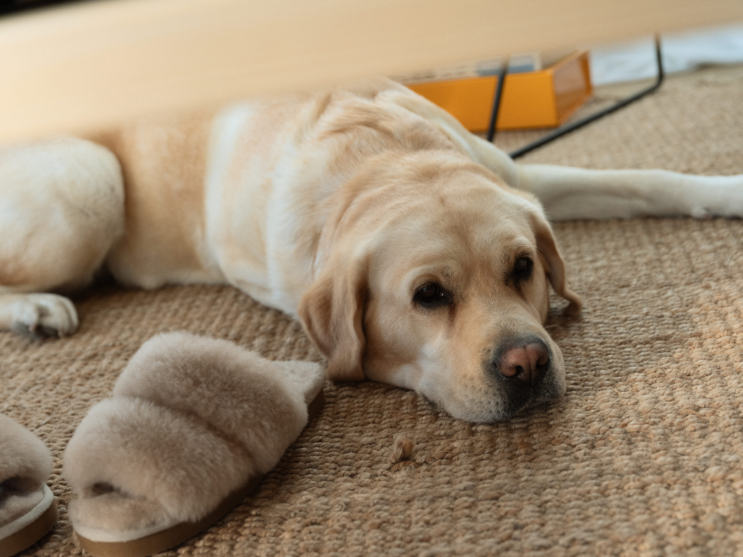 Hund som vilar i vardagsrum i Parmacos modulära och dynamiska bostäder.